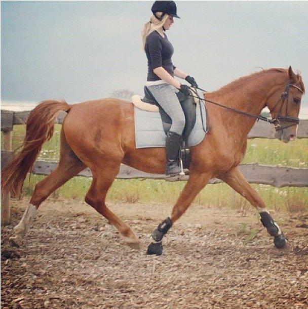 Anden særlig race Champ <3 billede 17