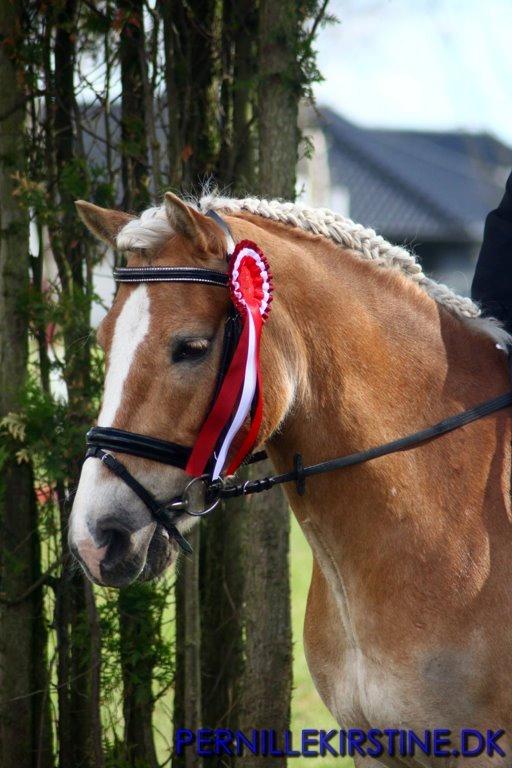 Tyroler Haflinger Sigruna *Haffer*[Tidl. Hest] billede 1