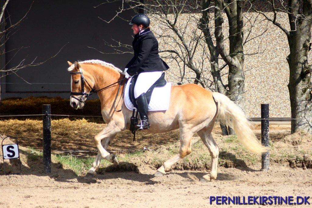 Tyroler Haflinger Sigruna *Haffer*[Tidl. Hest] billede 4