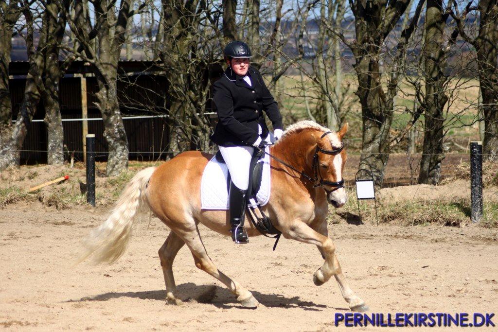 Tyroler Haflinger Sigruna *Haffer*[Tidl. Hest] billede 5