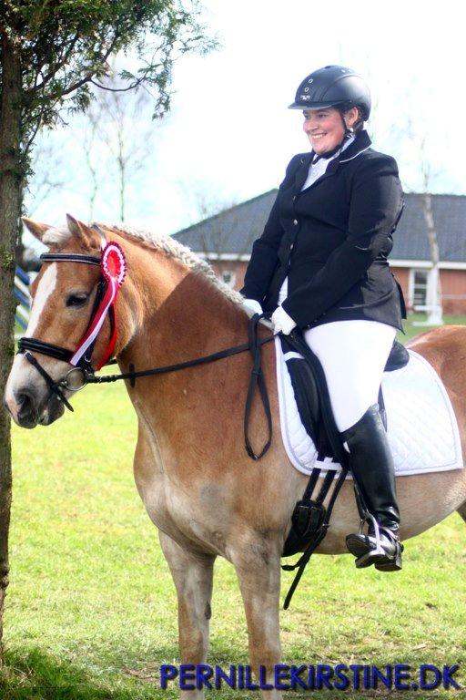 Tyroler Haflinger Sigruna *Haffer*[Tidl. Hest] billede 2