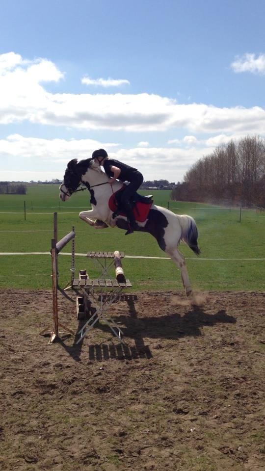 Anden særlig race Rain Solei - B-pony - Springtræning d. 28.04.2013 
Højden er omkring 115-120  billede 11