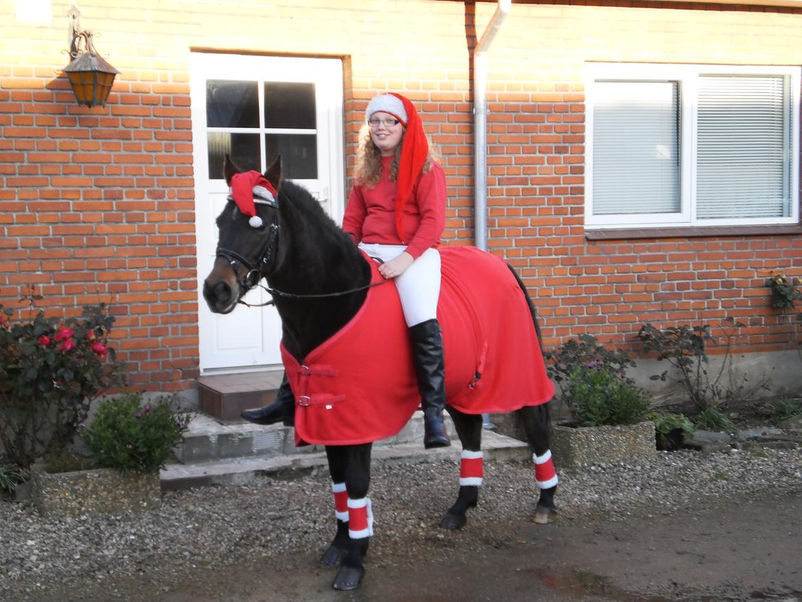 Anden særlig race Freja Ømarksgård solgt - julen 2012 lille søde freja  billede 4