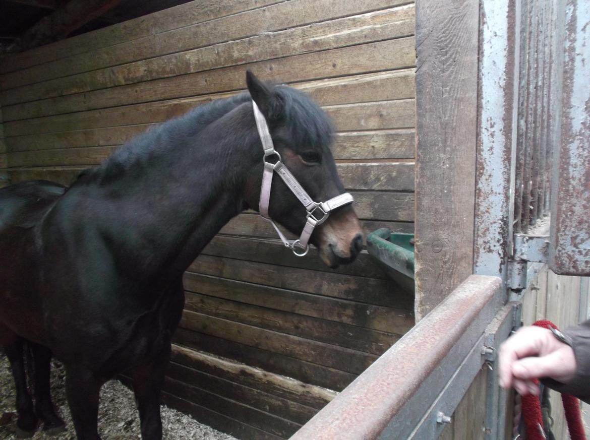 DSP Ronja - "Seriøst? I regner VIRKELIG med at rykker mig?" billede 6