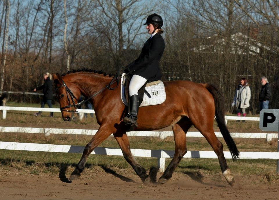 Dansk Varmblod Lucky Capana - NØRK stævne d. 20/4-2013 billede 16