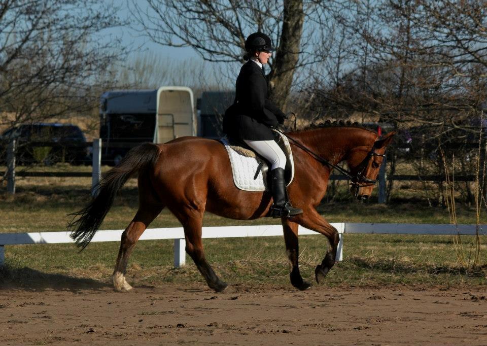 Dansk Varmblod Lucky Capana - NØRK stævne d. 20/4-2013 billede 17