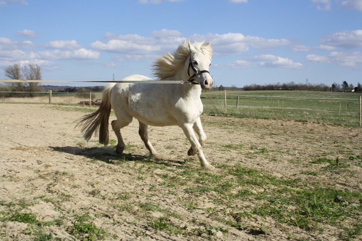 Welsh Mountain (sec A) Misty billede 14