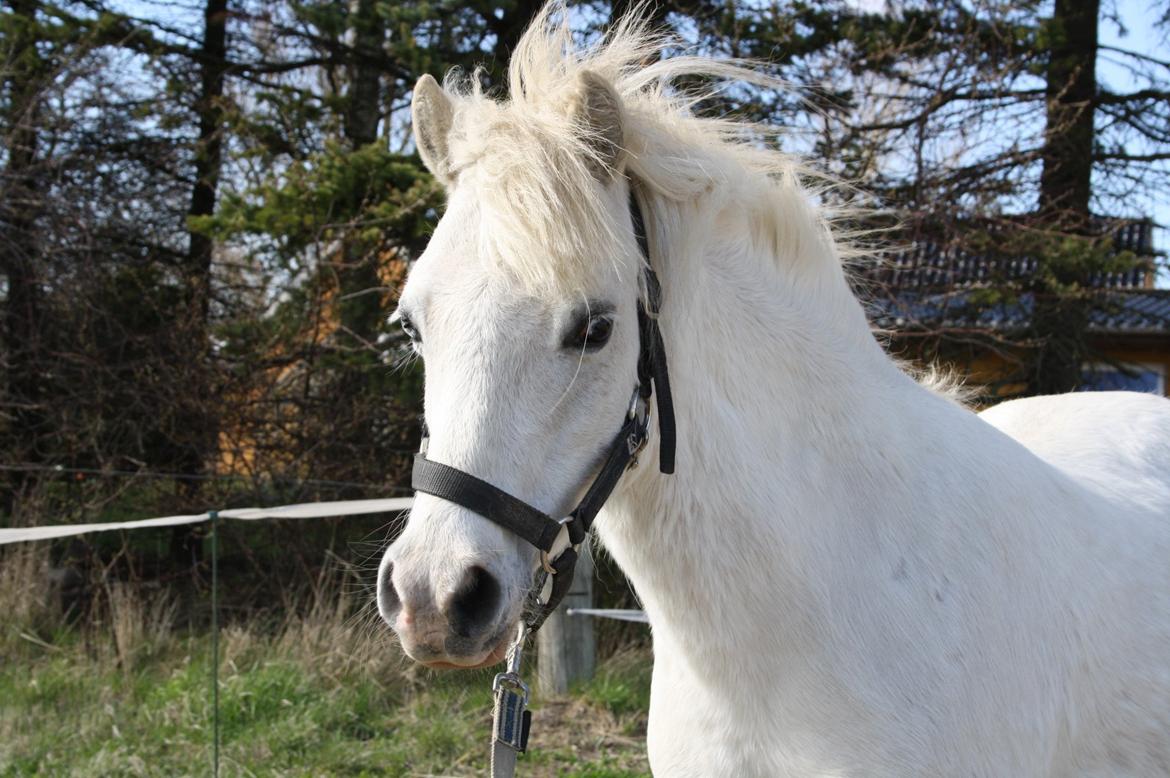 Welsh Mountain (sec A) Misty billede 2