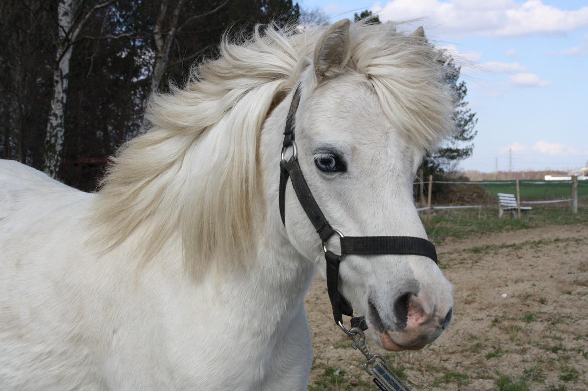 Welsh Mountain (sec A) Misty billede 1