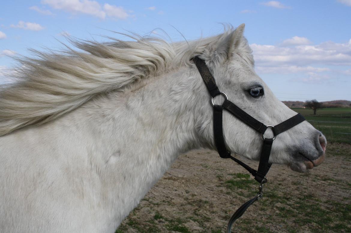 Welsh Mountain (sec A) Misty billede 15