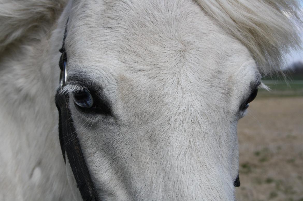 Welsh Mountain (sec A) Misty billede 16