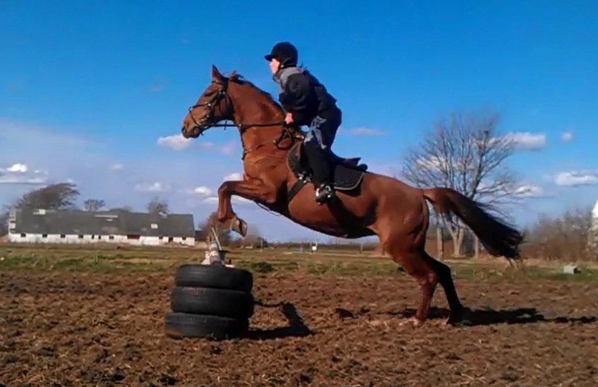 Fuldblod (XX) Jasmin - 
jassy d 28/4 13 billede 4