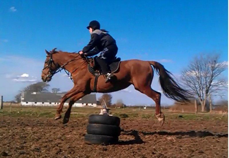 Fuldblod (XX) Jasmin - 
jassy d 28/4 13 billede 5