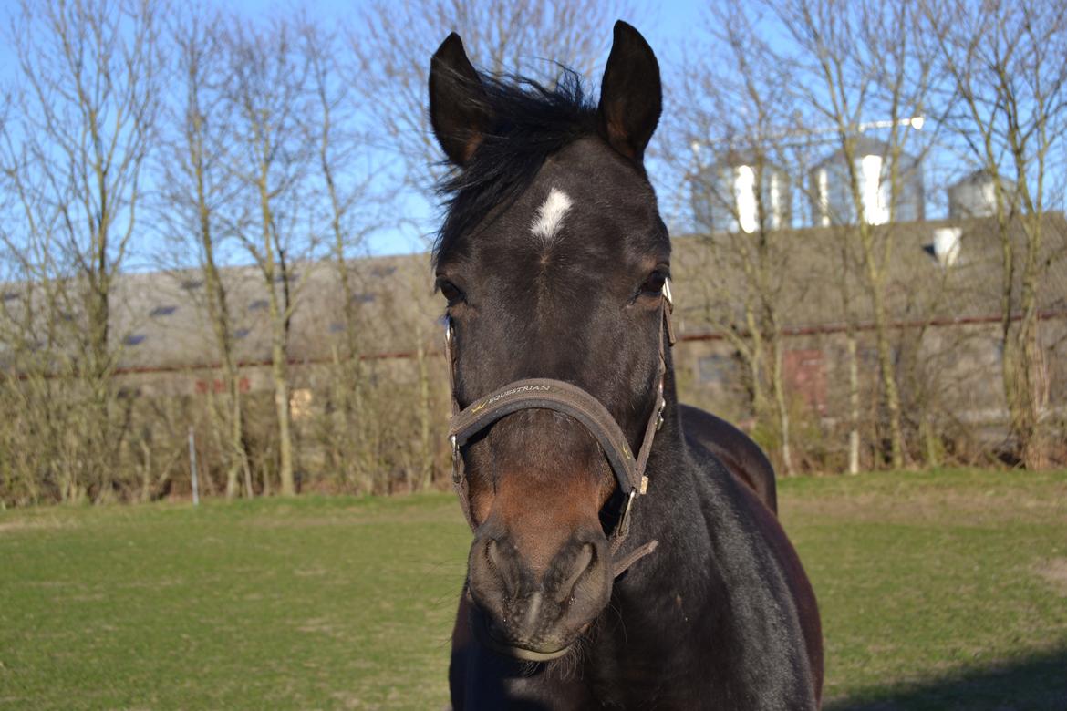 Anden særlig race Taura - Wauw wauw waaaauw <3 billede 3