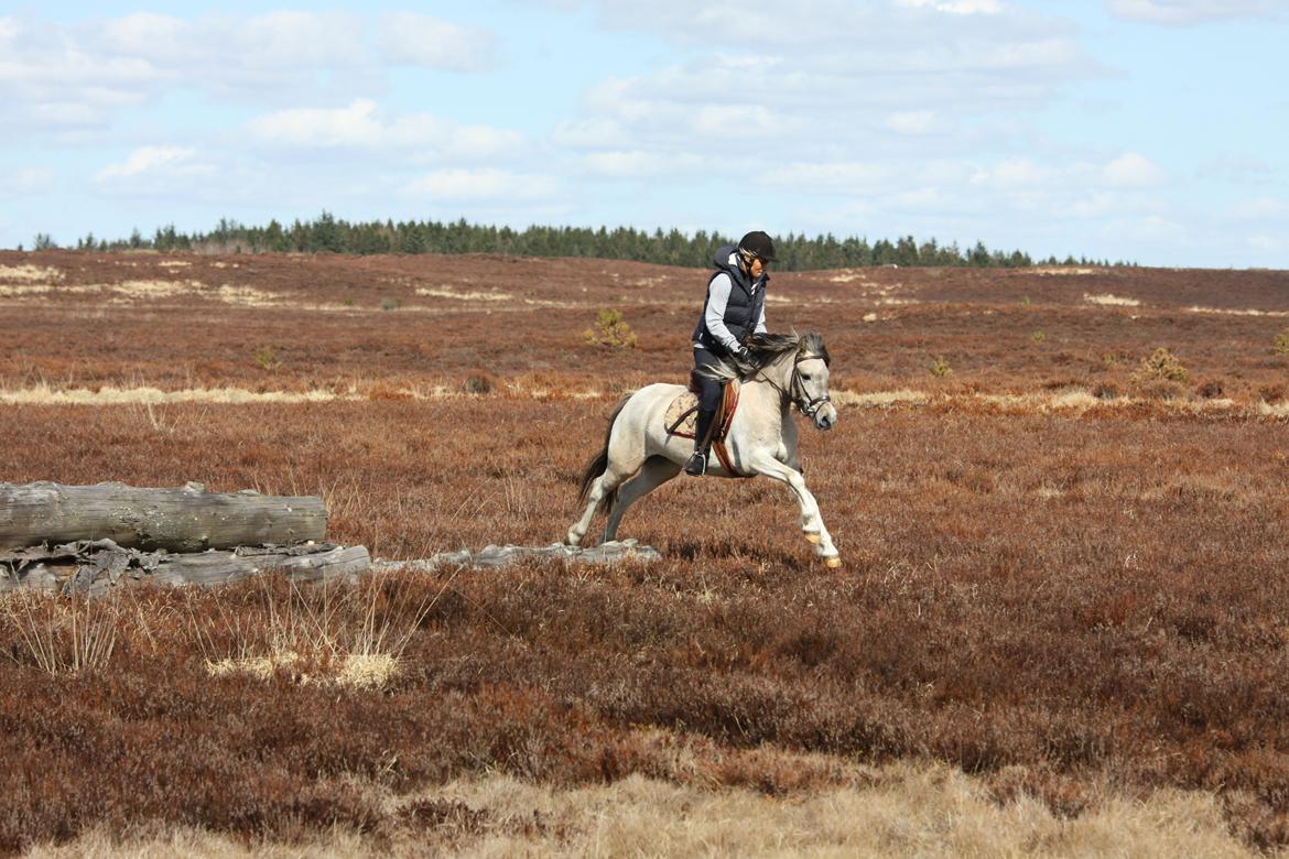 Anden særlig race Klinkhøjs Epona - April 2013 billede 14