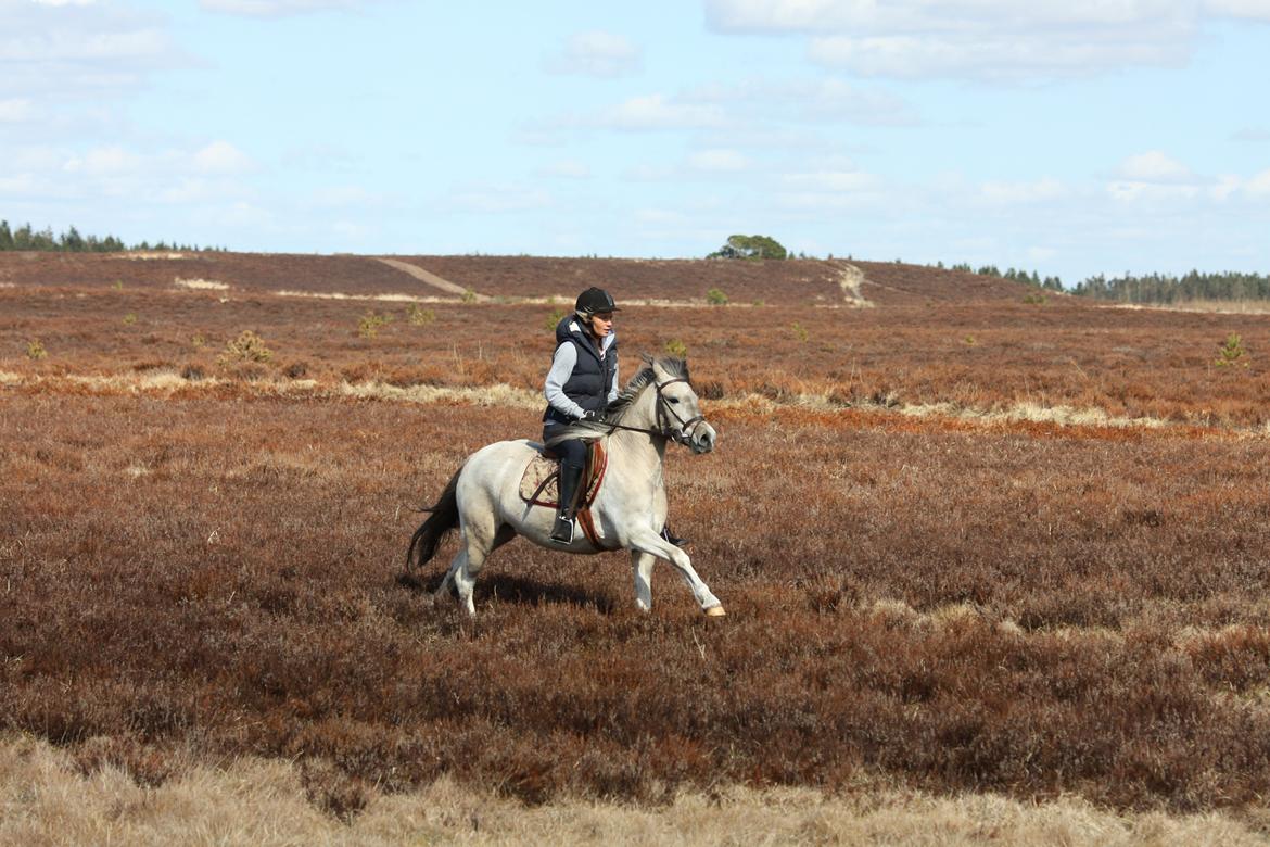 Anden særlig race Klinkhøjs Epona - April 2013 billede 15