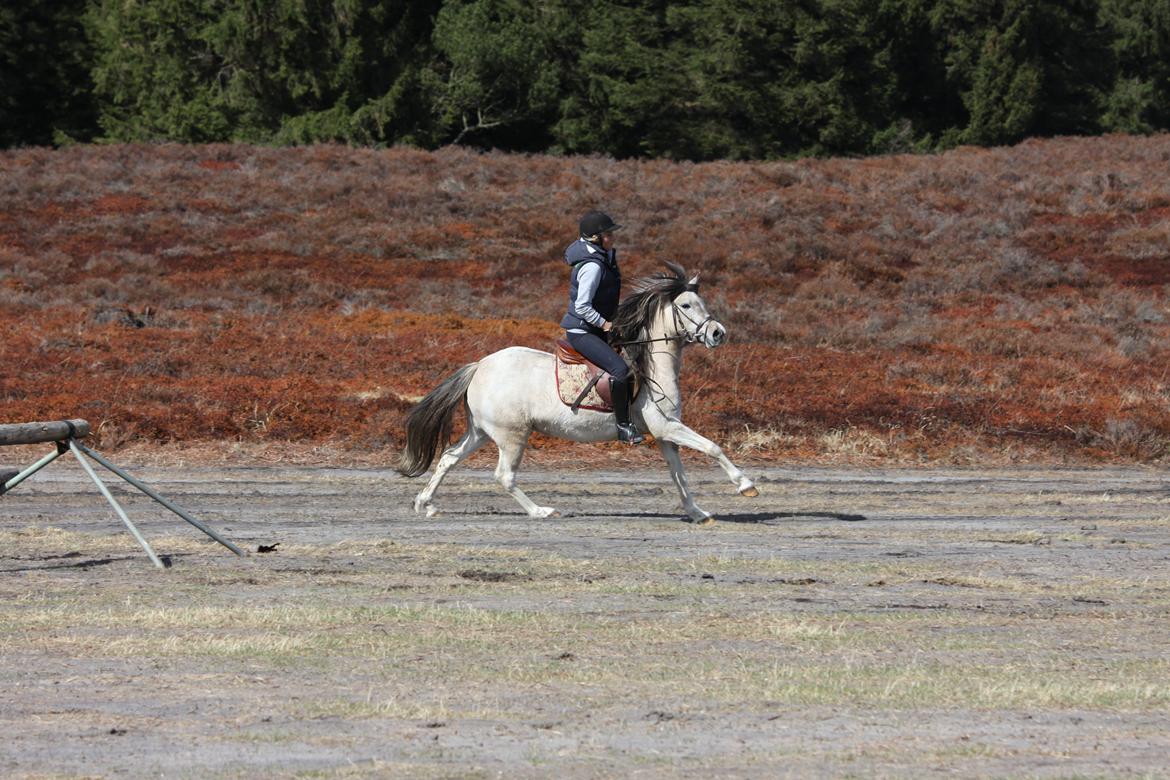 Anden særlig race Klinkhøjs Epona - April 2013 billede 16