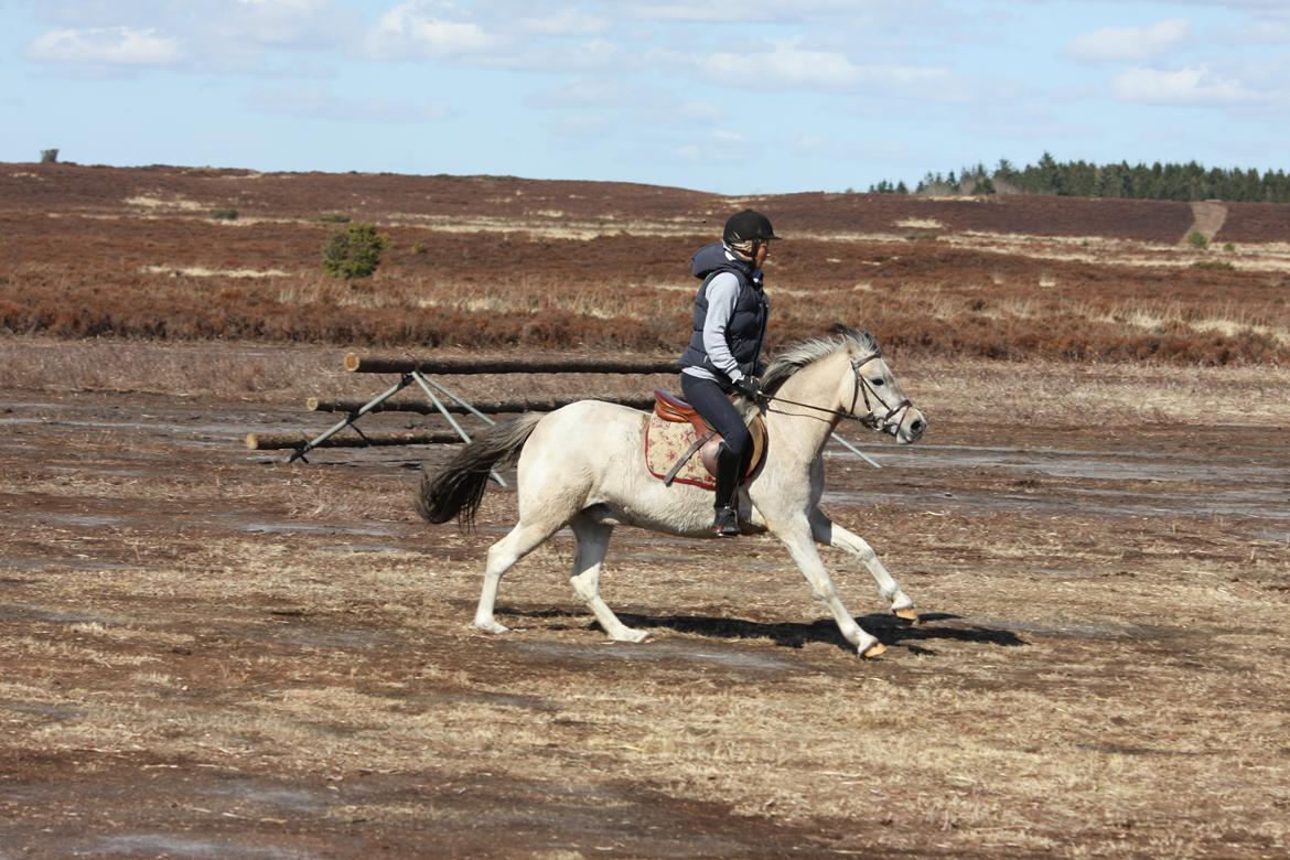 Anden særlig race Klinkhøjs Epona - April 2013 billede 17
