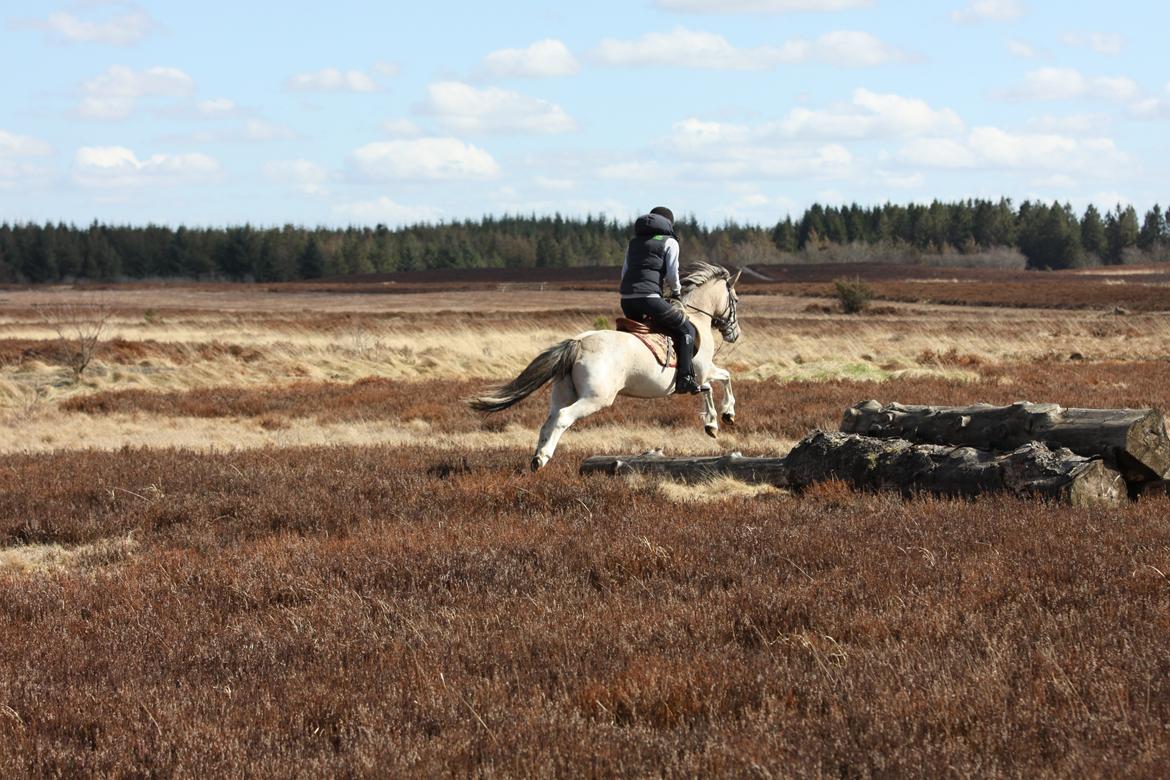 Anden særlig race Klinkhøjs Epona - April 2013 billede 18