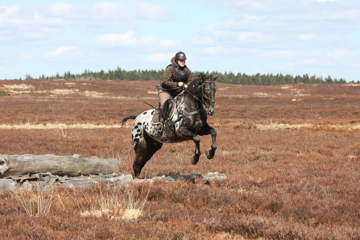 Knabstrupper Ramzez Ådal - April 2013 billede 16