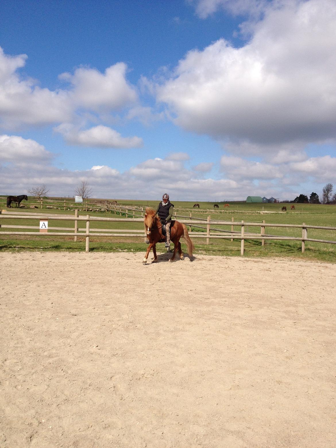 Islænder Laxi fra Højvang billede 8