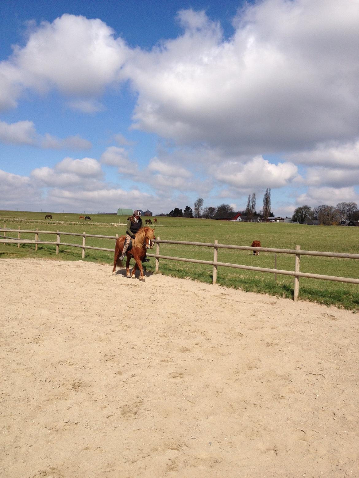 Islænder Laxi fra Højvang billede 9