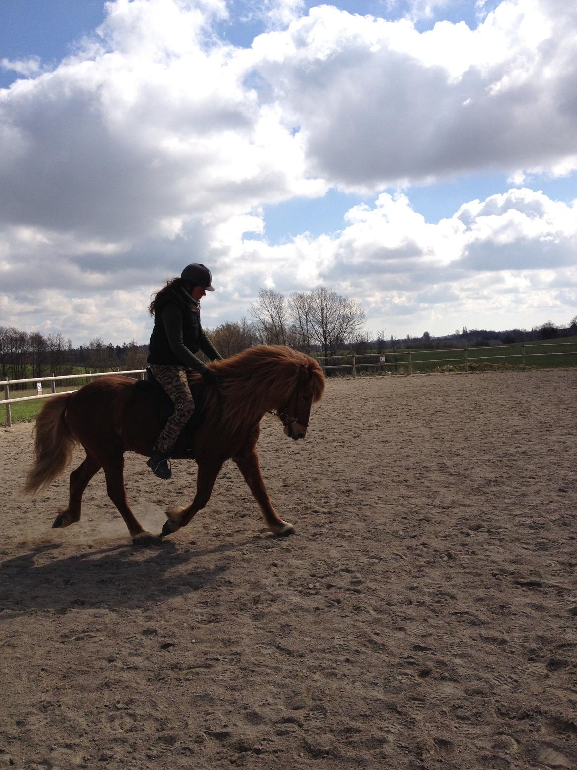 Islænder Laxi fra Højvang billede 10