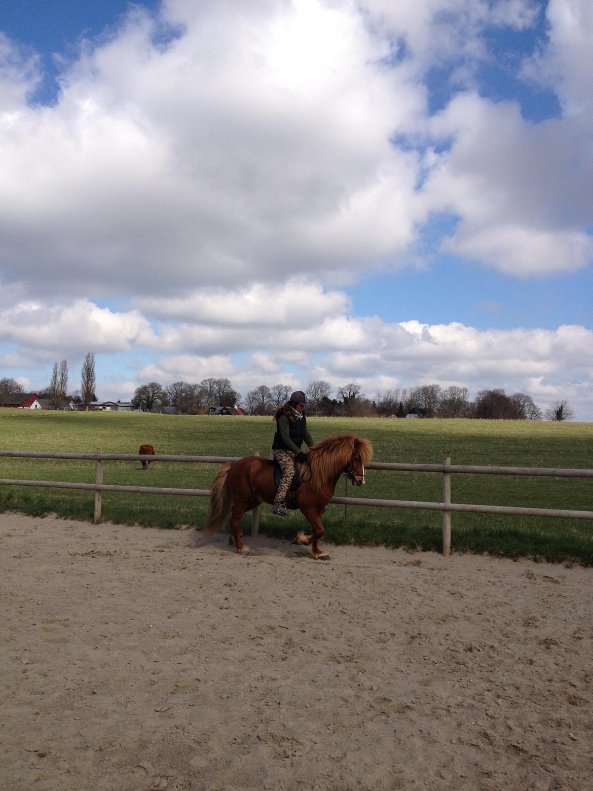 Islænder Laxi fra Højvang billede 11