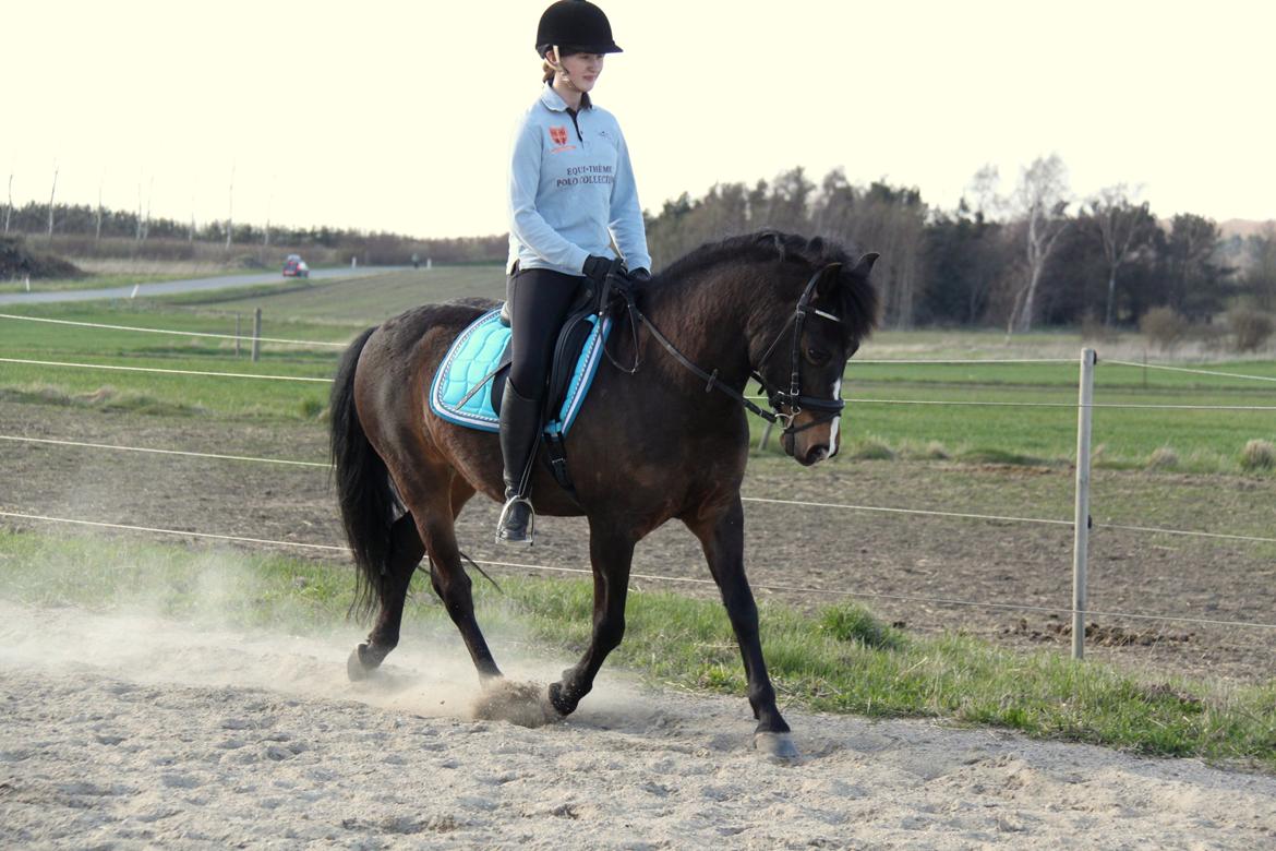 New Forest Ørsted's Mr. Makron - Dato: 28/4 2013 billede 7