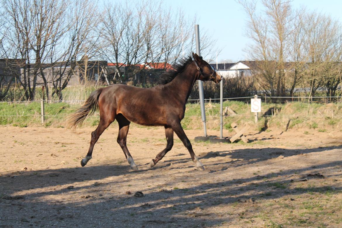 Dansk Varmblod Ibens Batilee billede 19