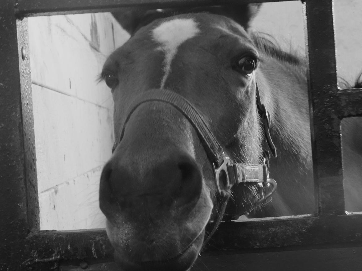 Anden særlig race Filur (Futte) billede 7