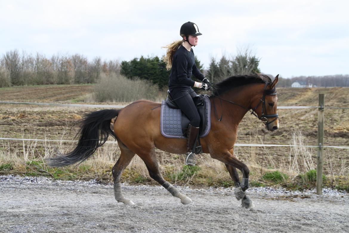 DSP Møgelholtgårds Kiss Me billede 18