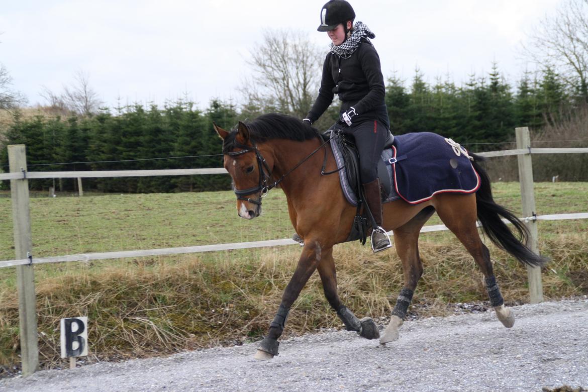 DSP Møgelholtgårds Kiss Me billede 19