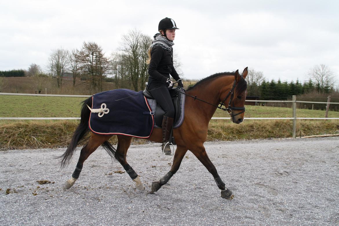 DSP Møgelholtgårds Kiss Me billede 20