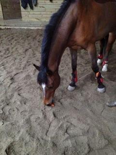 Anden særlig race Filur (Futte) billede 9