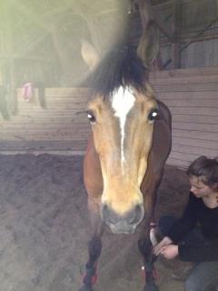 Anden særlig race Filur (Futte) billede 11