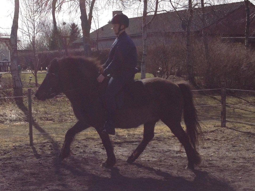 Islænder Kolskör frá Egemose ~ my soulmate <3 billede 8