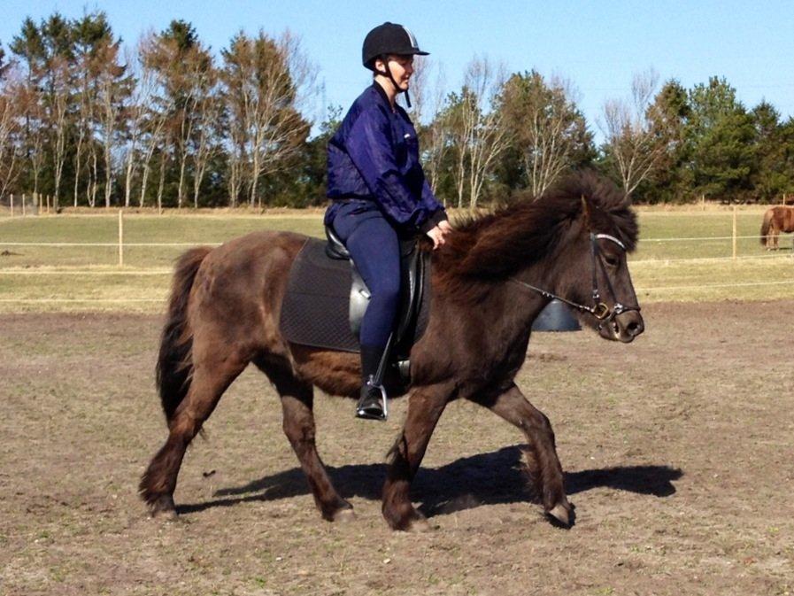 Islænder Kolskör frá Egemose ~ my soulmate <3 billede 10