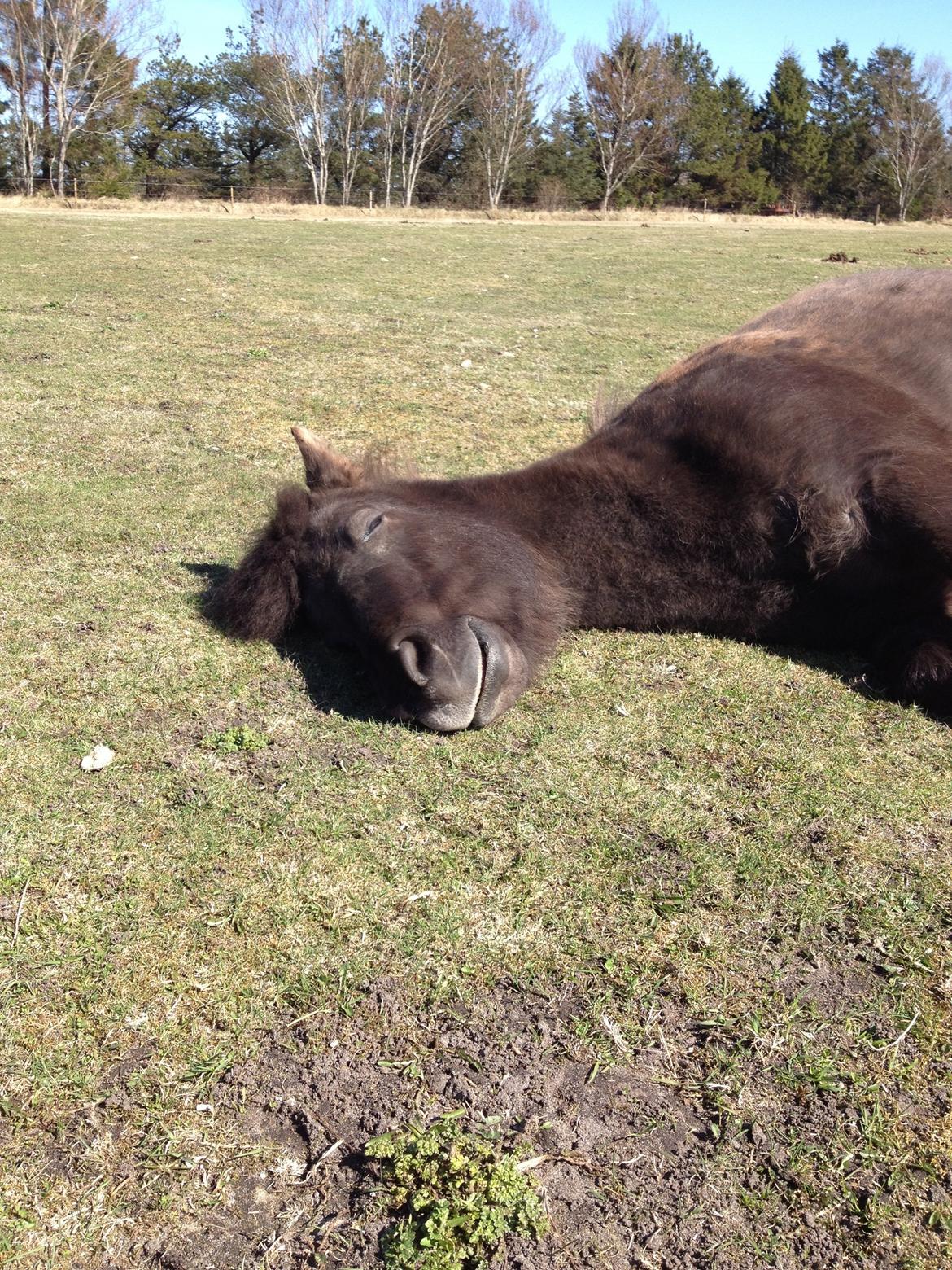 Islænder Kolskör frá Egemose ~ my soulmate <3 billede 11