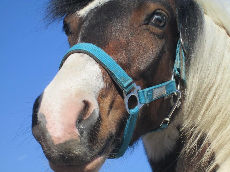 Anden særlig race Jack (savnet) - charme, selvtillid & lækkert hår!   billede 17