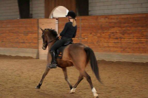 Anden særlig race Filur (Futte) billede 14