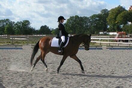 Anden særlig race Filur (Futte) billede 15