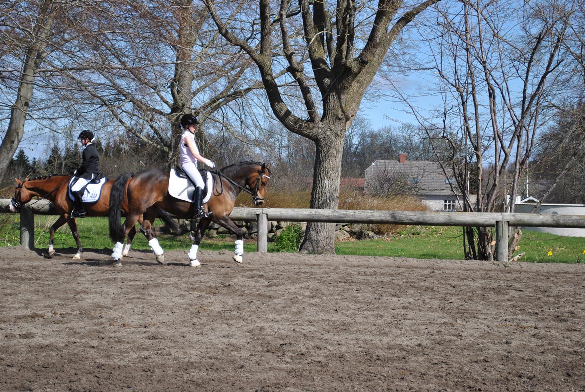 Anden særlig race Chamelli billede 2