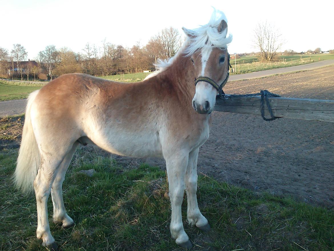 Haflinger Appell Lindegaard solgt - appell 1år billede 19