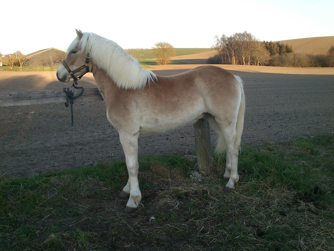 Haflinger Appell Lindegaard solgt - appell 1 år billede 20