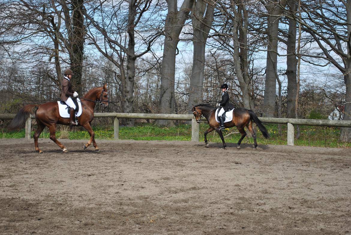 Anden særlig race Chamelli billede 3