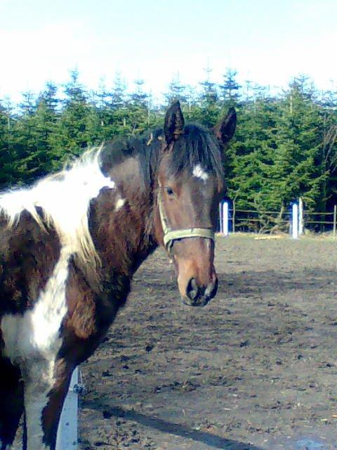 Barockpinto Braveheart - Bette manden :) 1 år gammel :) billede 3