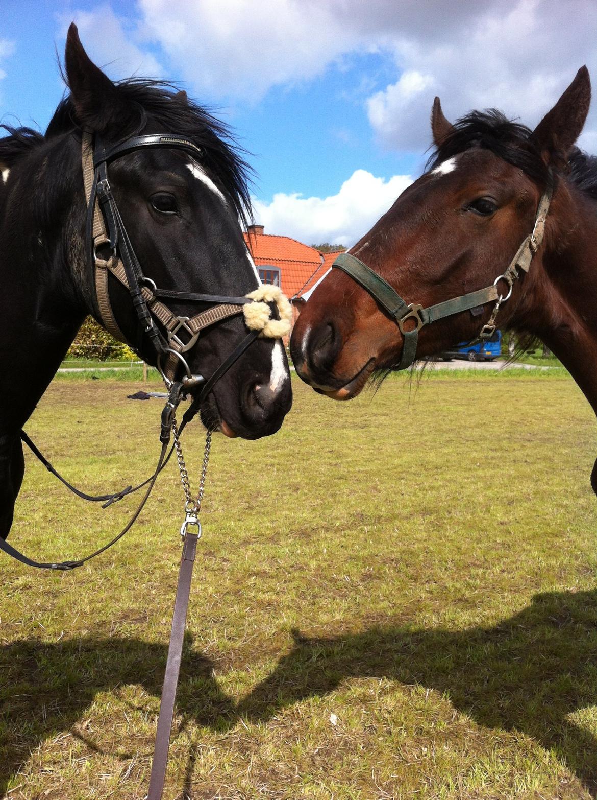 Barockpinto Braveheart - Brave og han bror Al capone :) billede 4