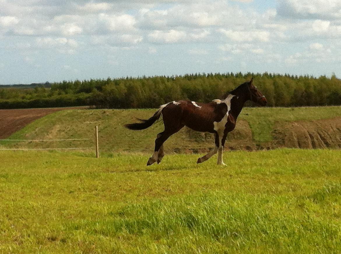 Barockpinto Braveheart - fuld fart billede 5