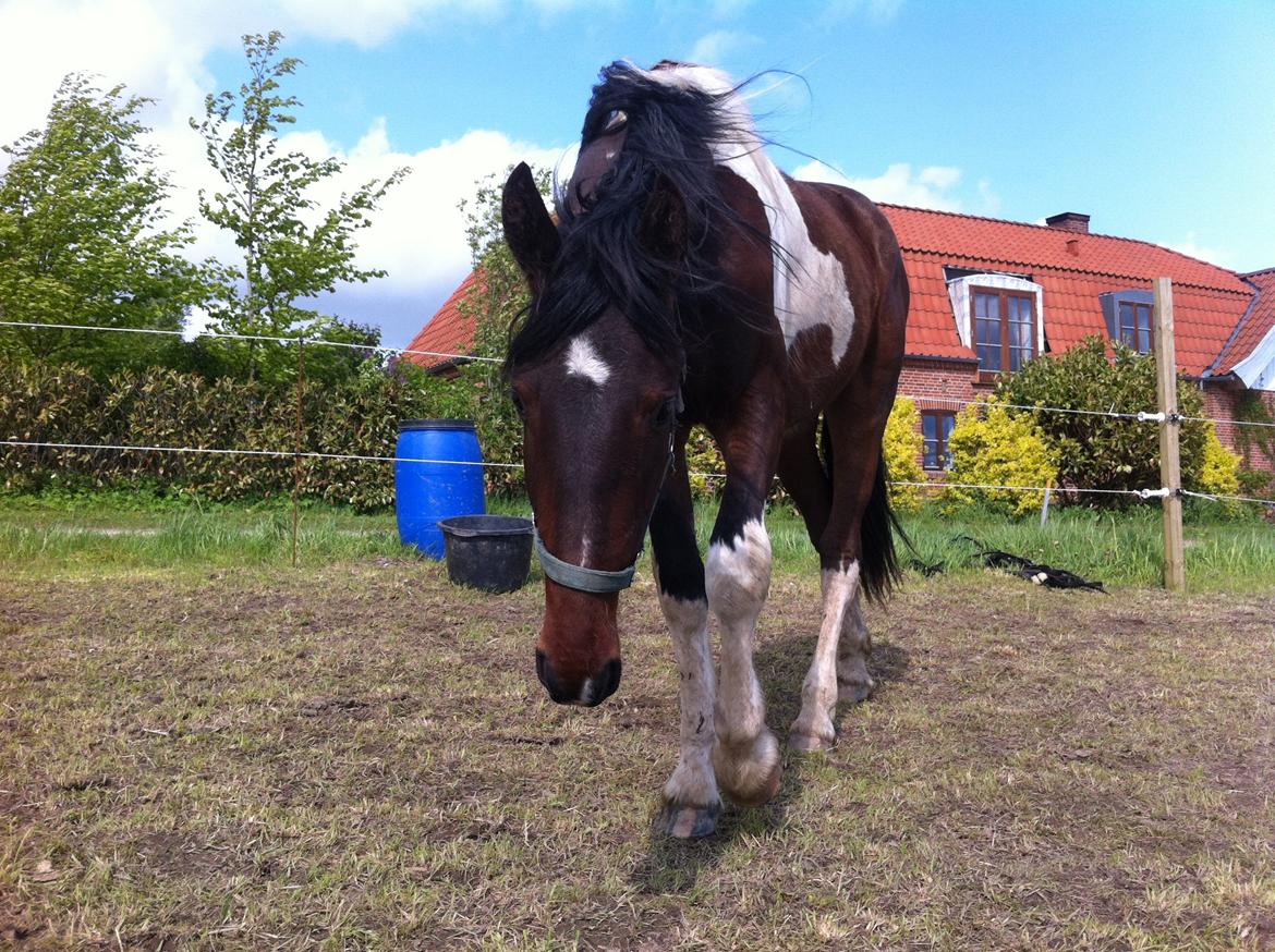Barockpinto Braveheart - min prins <3 billede 1